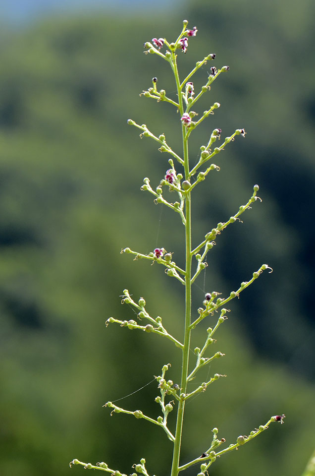 Scrophularia canina / Scrofularia comune